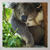 Lässig Koala Poster (Vorne)