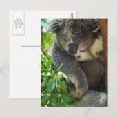 Lässige Koala Postcard Postkarte (Vorne/Hinten)