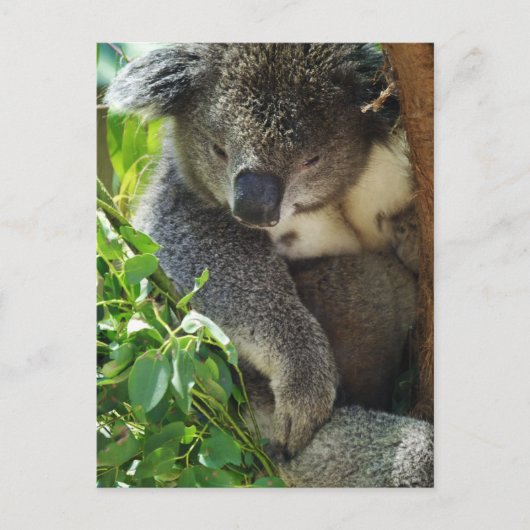 Lässige Koala Postcard Postkarte (Vorderseite)