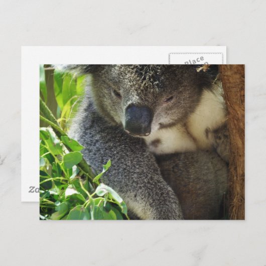 Lässige Koala Postcard Postkarte (Vorne/Hinten)