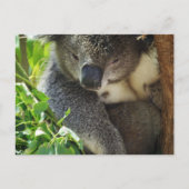 Lässige Koala Postcard Postkarte (Vorderseite)
