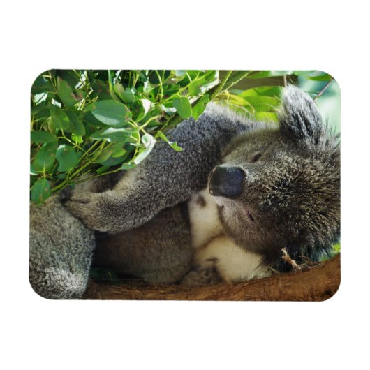 Lässiges Koala Flexible Magnet (Horizontal)