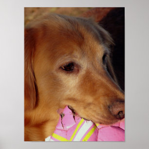 Lasst uns Ball spielen Poster