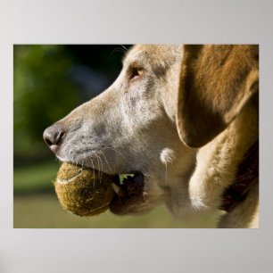 Lasst uns Ball spielen Poster