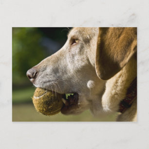 Lasst uns Ball spielen Postkarte