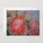 Late Summers bounty Postkarte (Vorne/Hinten)