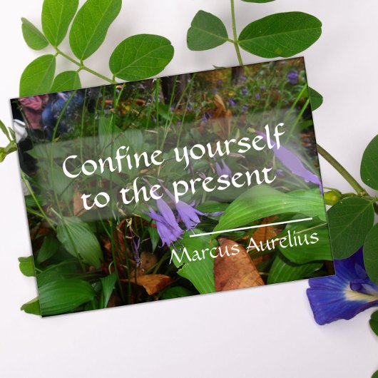 Lateinische Weisheit Zitat Grünplakat Poster