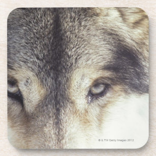 Lateinischer Name: CanisLupus Untersetzer