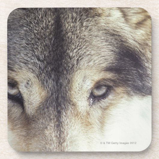 Lateinischer Name: CanisLupus Untersetzer (Vorderseite)