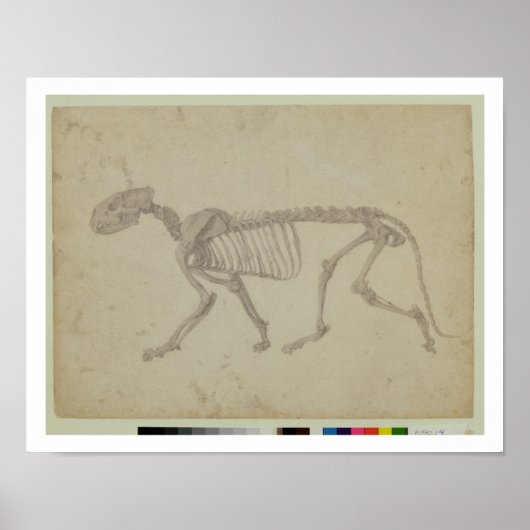 Laterale Sicht auf ein Tiger-Skelett, fertige Stud Poster (Vorne)