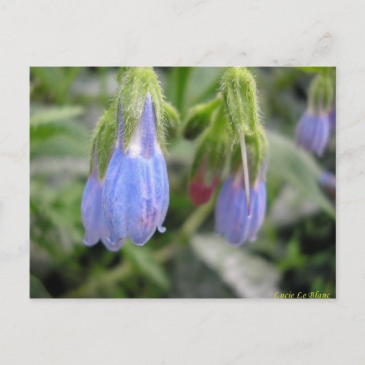 Lateralflucht Postkarte (Vorderseite)