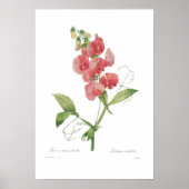 Lathyrus latifolius poster (Vorne)