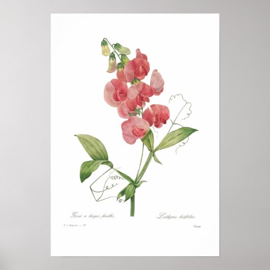 Lathyrus latifolius poster (Vorne)