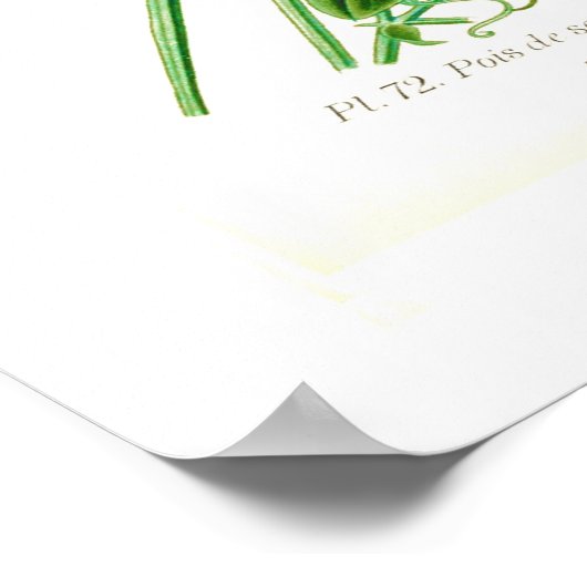 Lathyrus odoratus poster (Ecke)