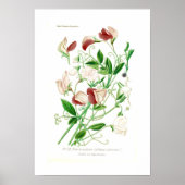 Lathyrus odoratus poster (Vorne)