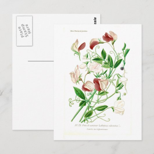 Lathyrus odoratus postkarte (Vorne/Hinten)