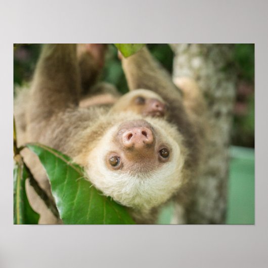 Latte Poster (Vorne)