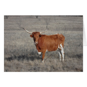 Lattennase der langen Kuh