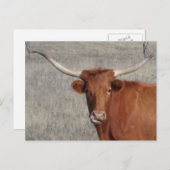 Lattennase der langen Kuh Postkarte (Vorne/Hinten)