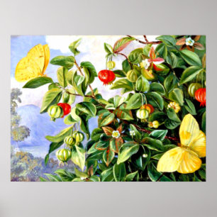 Laub, Blüten und Früchte der Pitanga - Jamaika Poster