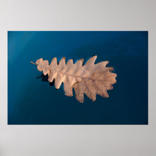 Laub Poster
