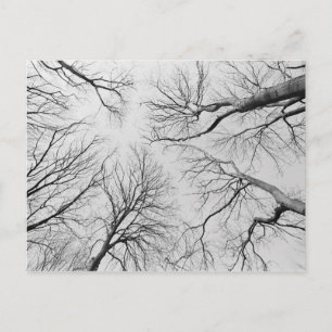 Laubbäume im Diebstahl Postkarte