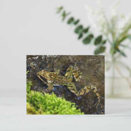 Laubfrosch Postkarte (Stehend Vorderseite)