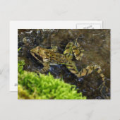 Laubfrosch Postkarte (Vorne/Hinten)