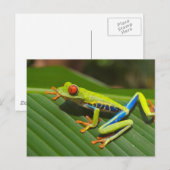 Laubfrosch Postkarte (Vorne/Hinten)