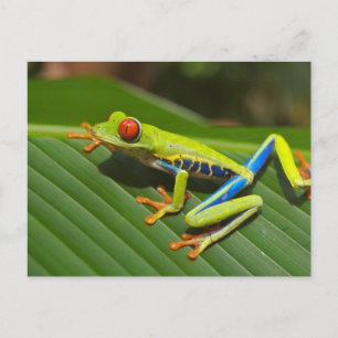 Laubfrosch Postkarte