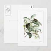 Laubfrösche Postkarte (Vorne/Hinten)