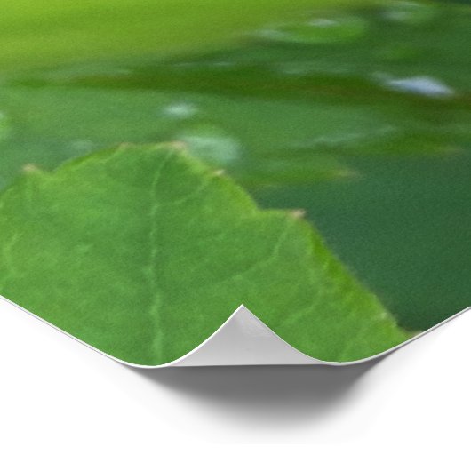 Laubkäfer Poster (Ecke)