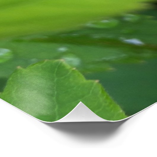 Laubkäfer Poster (Ecke)