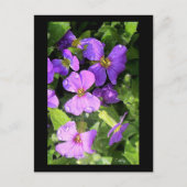 L'aubriète Postkarte (Vorderseite)