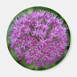 Lauch Magnet