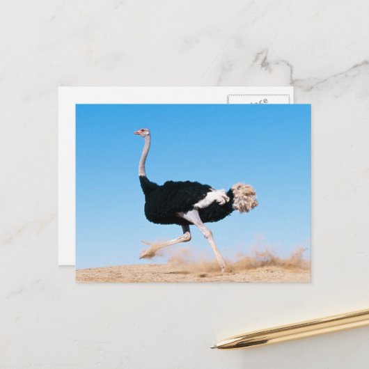 Lauf Strauß Lauf Postkarte (Vorderseite/Rückseite Beispiel)