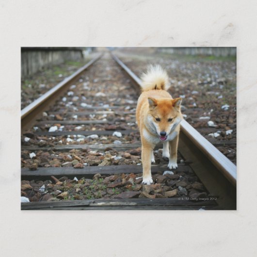 Laufbahn für Hunde Postkarte (Vorderseite)