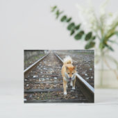 Laufbahn für Hunde Postkarte (Stehend Vorderseite)