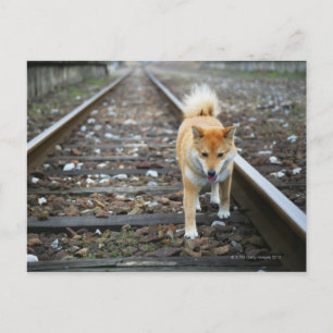 Laufbahn für Hunde Postkarte