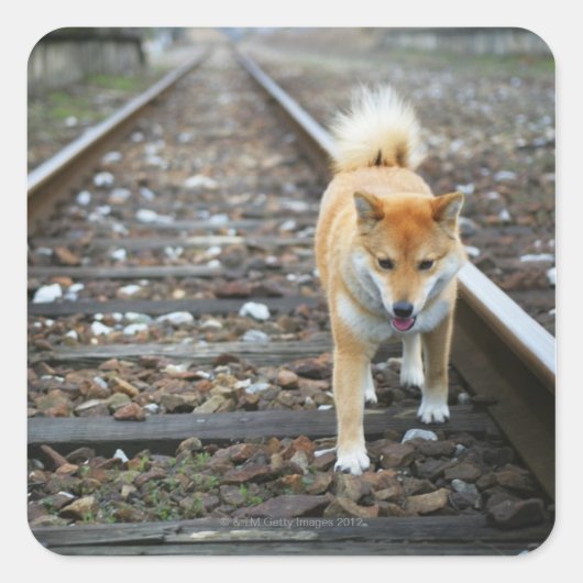 Laufbahn für Hunde Quadratischer Aufkleber (Vorderseite)