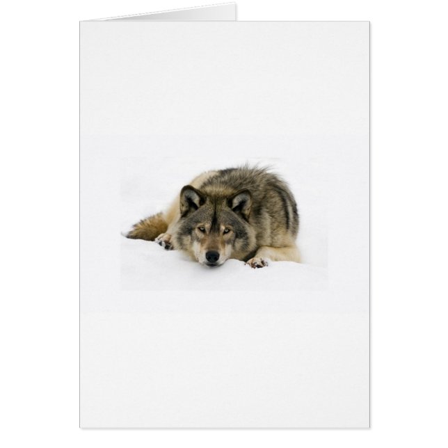 Laufen mit dem Wolf (Vorne)