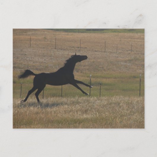 Laufen mit der Wind-Postkarte Postkarte (Vorderseite)