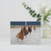 Laufende Hühner Postkarte (Stehend Vorderseite)