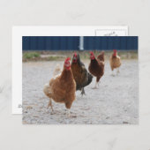 Laufende Hühner Postkarte (Vorne/Hinten)