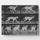 Laufende Hunde, Platte 707 von 'Animal Locomotion' Fotoplatte (Vorderseite)