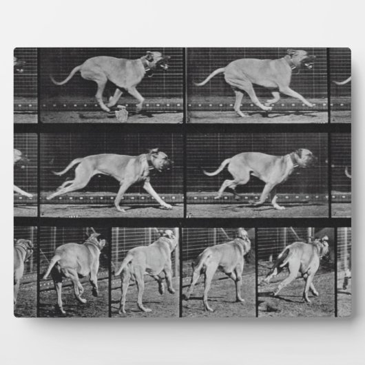 Laufende Hunde, Platte 707 von 'Animal Locomotion' Fotoplatte (Vorderseite)