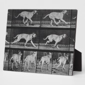 Laufende Hunde, Platte 707 von 'Animal Locomotion' Fotoplatte (Seite)