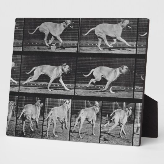 Laufende Hunde, Platte 707 von 'Animal Locomotion' Fotoplatte (Seite)