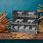 Laufende Hunde, Platte 707 von 'Animal Locomotion' Fotoplatte (Seite)