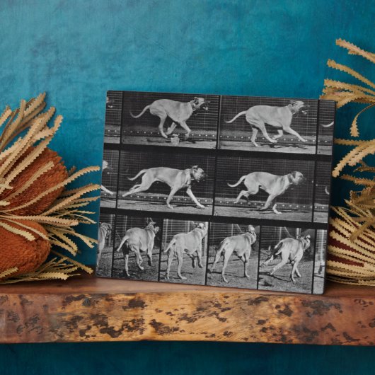 Laufende Hunde, Platte 707 von 'Animal Locomotion' Fotoplatte (Seite)